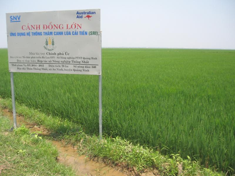 Đồng lúa của HTX Thống Nhất, xã An Ninh