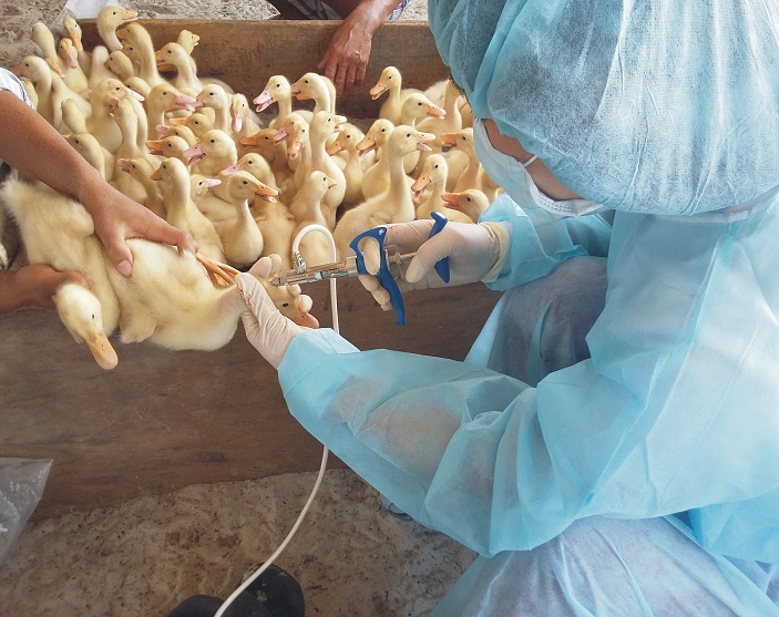 Tiêm phòng vắc xin cho đàn gia cầm